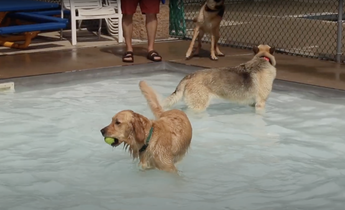 Doggy Dip