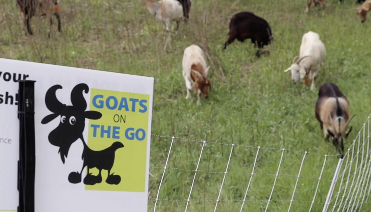 Goats on the Go!!